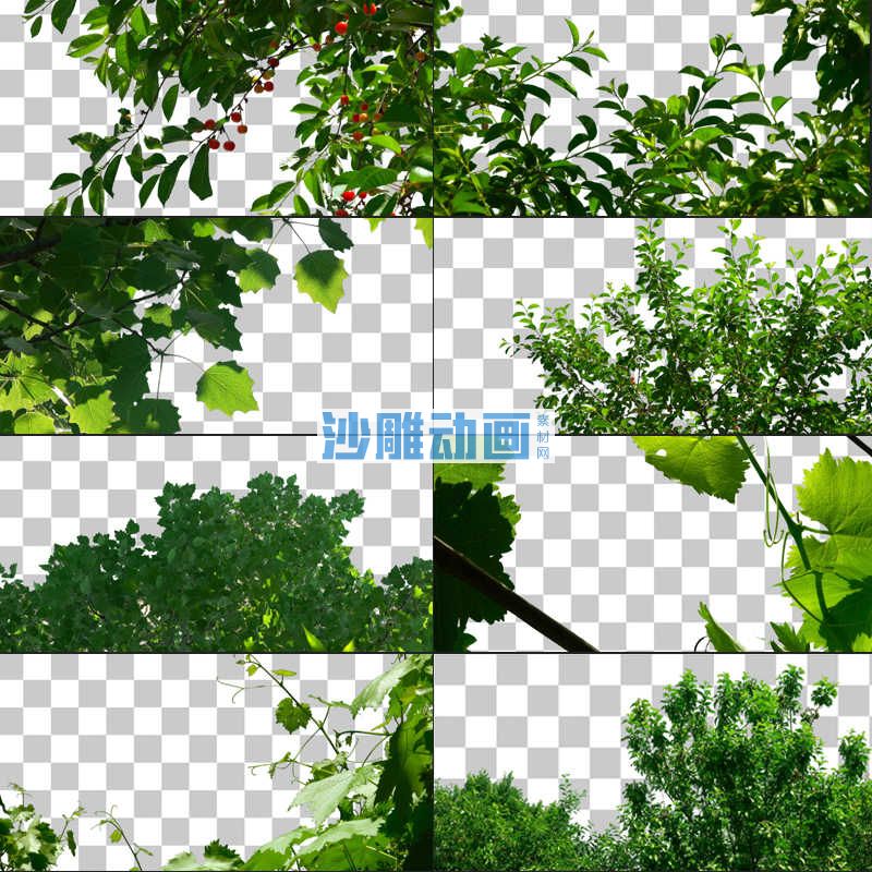 13款树叶树枝视频素材视频素材_视频素材_沙雕动画素材网